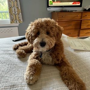 Meet your Posher, Vikki